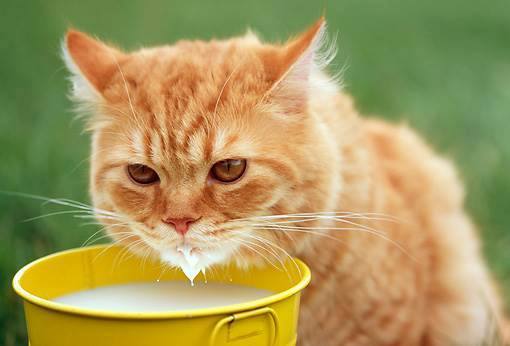 Waggin Tailz Cat Feeding