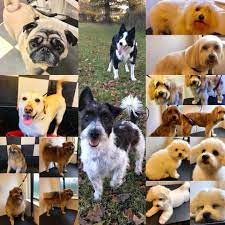 Happy Paws by Laura Dawkins