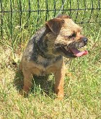 Foxborough Kennels
