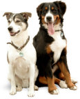Hearts Delight Kennels