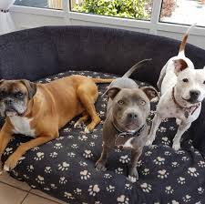 My Waggy Tails