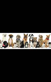 Queensdown Boarding Kennels