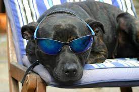 The Best Doggy Hotel
